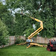 Professional Tree Removal and Landscaping Services in Scobey, MT